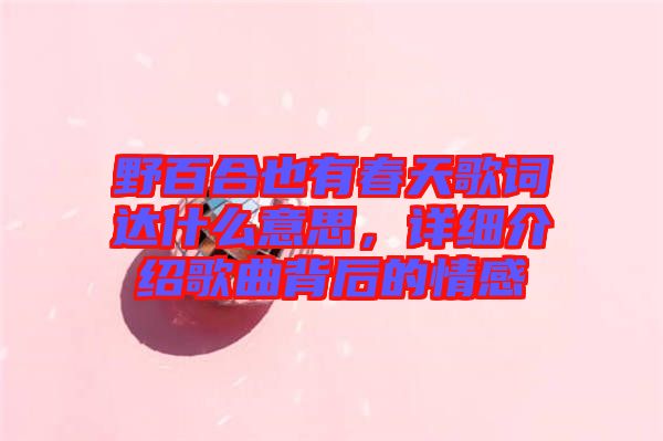 野百合也有春天歌詞達(dá)什么意思，詳細(xì)介紹歌曲背后的情感